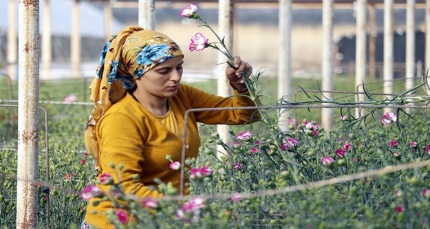 Sevgililer Günü için 8 milyon dolarlık çiçek ihracatı