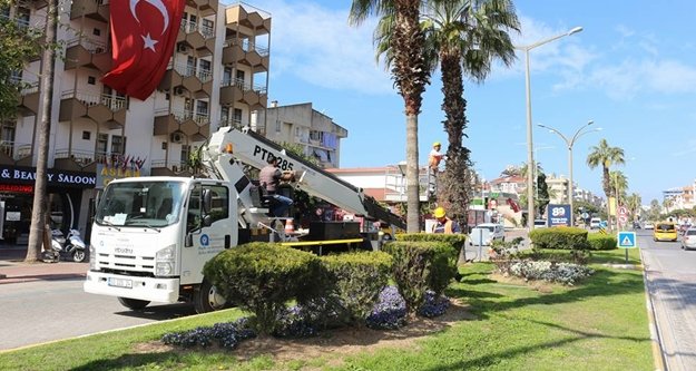 Büyükşehir'den palmiye temizliği