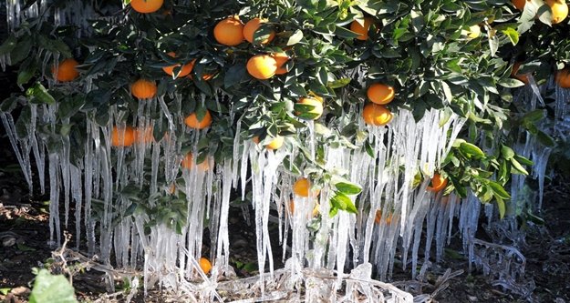 Dikkat! Meteoroloji'den zirai don uyarısı