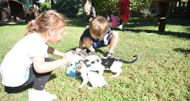 Miniklerden Kedi Parkı'na yoğun ilgi