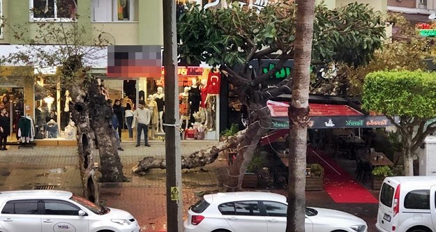 Alanya’da fırtına sonrası restoranın üzerine ağaç devrildi