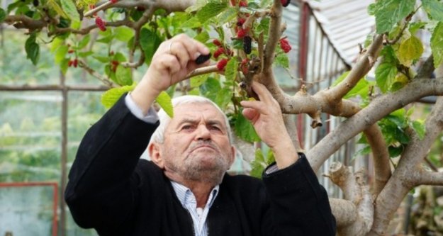 Kış ortasında dalından kırmızı dut yeme keyfi