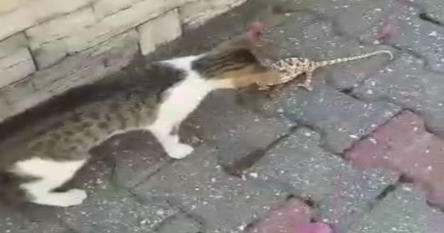 Kedi ile bukalemunun kavgası