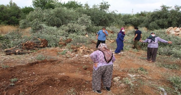 42 zeytin ağacı inşaat çalışması için katledildi