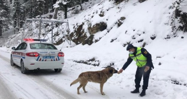 Alanya'da jandarmadan sokak hayvanlarına yiyecek