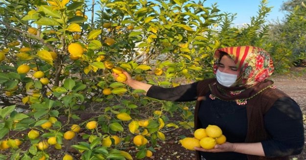 Kadın çiftçiler kısıtlamada da üretime devam etti