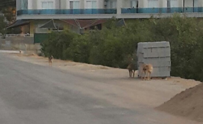 Alanya'da sokak köpeği kabusu