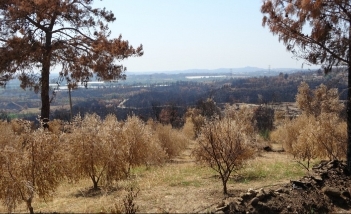 Yangında 18 bin dönüm zeytin ağacı yandı