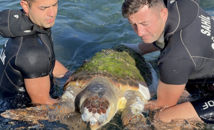 Devasa caretta caretta biranda yüzeye çıktı, öldüğü belirlendi