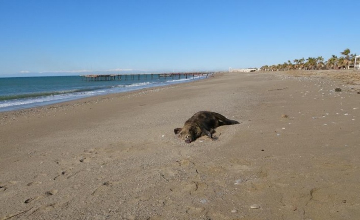 Manavgat sahilinde telef olmuş domuz bulundu