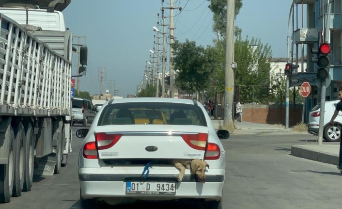 40 derece sıcakta köpeği bagajda taşıdı