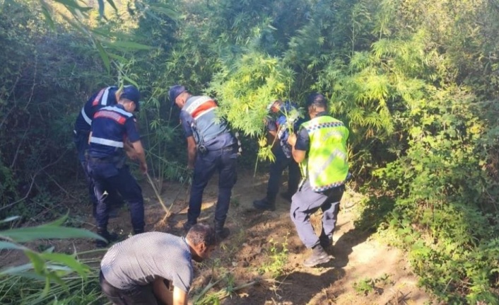 Kamu arazisine kenevir eken şahıs gözaltına alındı