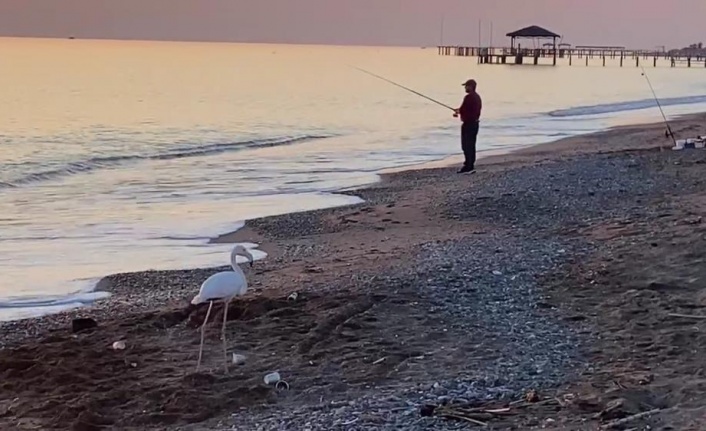 Sürüden ayrılan flamingo sahile indi