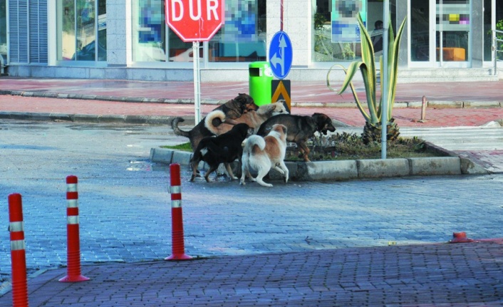 Gazipaşa'da vatandaşlar başıboş köpeklerden şikayetçi