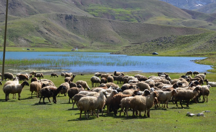 Havalar ısındı, yörüklerin Toroslara göçü başladı