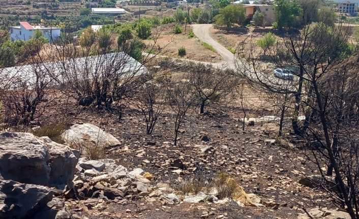 Alanya’da avokadolar yandı