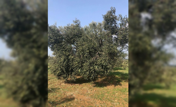 İklim krizi zeytin hasadını vurdu