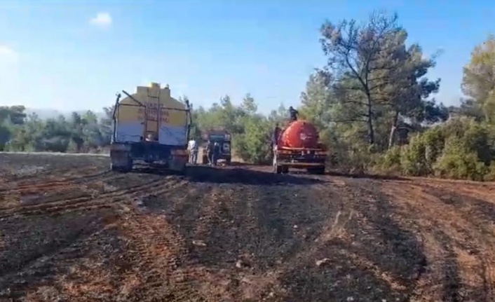 Ormanlık alanda başlayan yangın tarım arazisine sıçradı