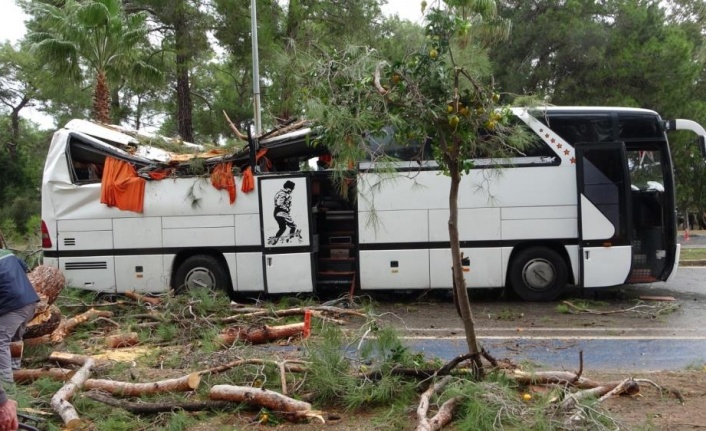 Manavgat'ta hortum asırlık çam ağaçlarını yerle bir etti