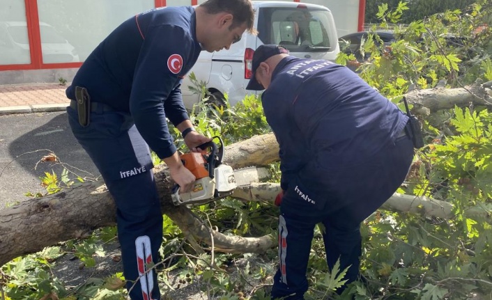 Şiddetli rüzgara dayanamayan çınar ağacı yola devrildi