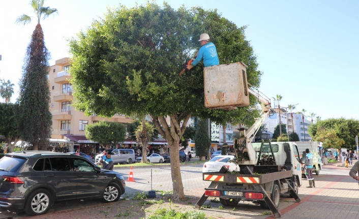 Alanya Belediyesi kışlık budama çalışmalarına devam ediyor