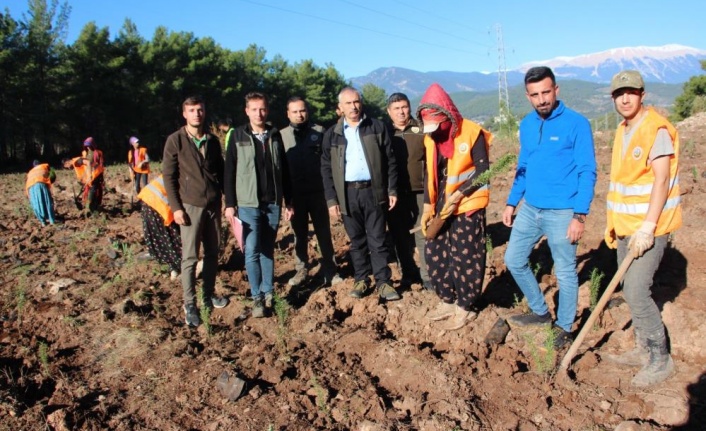 Kumluca’ya 50 dönümlük alanda ikinci bal ormanı