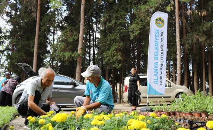 Alanya Belediyesi ücretsiz 62 bin çiçek dağıtacak