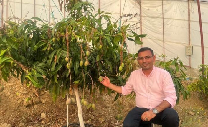 Mango için 'İthalatı kısıtlayın' çağrısı