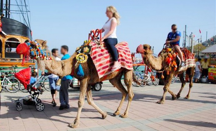 Alanya'da devecilik faaliyetlerine son verildi