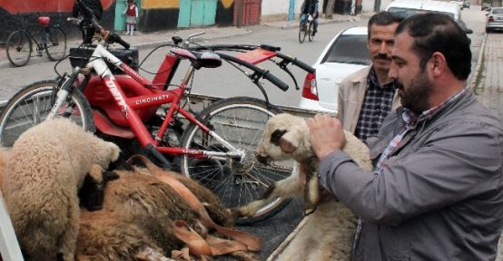 Çaldıkları Koyunları Satamadan Yakalandılar 