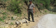 YABANİ KURT ÖLÜ BULUNDU