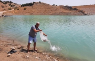 Korkuteli göletlerine 83 bin adet sazan yavrusu bırakıldı