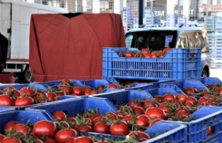Antalya'da domates miktarı azalınca, fiyatı...