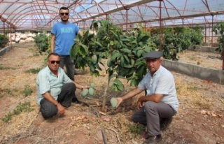 Domatesleri söktü, serasını mango bahçesine dönüştürüp...