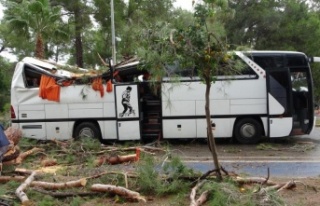 Manavgat'ta hortum asırlık çam ağaçlarını...