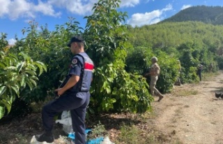 Alanya'da bahçe hırsızlarına karşı komandolar...