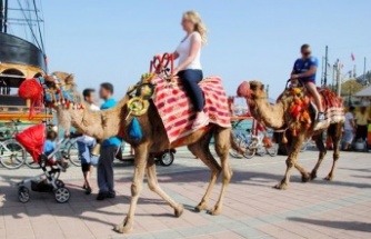 Alanya'da devecilik faaliyetlerine son verildi